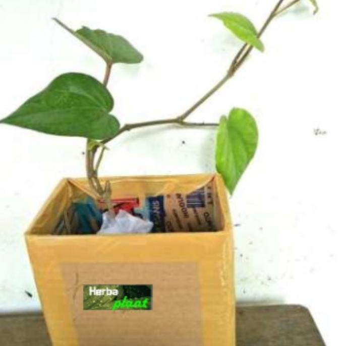 

Terlaris Rd Bibit Tanaman Daun Sirih Hijau (Obat Herbal)