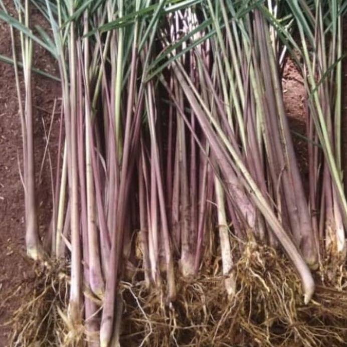 

Terlaris Bibit Sereh Merah/Sereh Wangi Siap Kirim Pecking Media Tanah