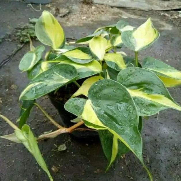

Terlaris Bibit Tanaman Hias Philodendron Brazil - Sirih Gading Brazil