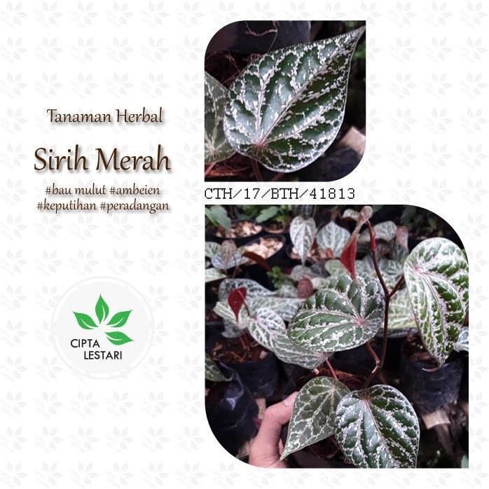 

Terlaris Bibit Sirih Merah - Tanaman Herbal Piper Ornatum