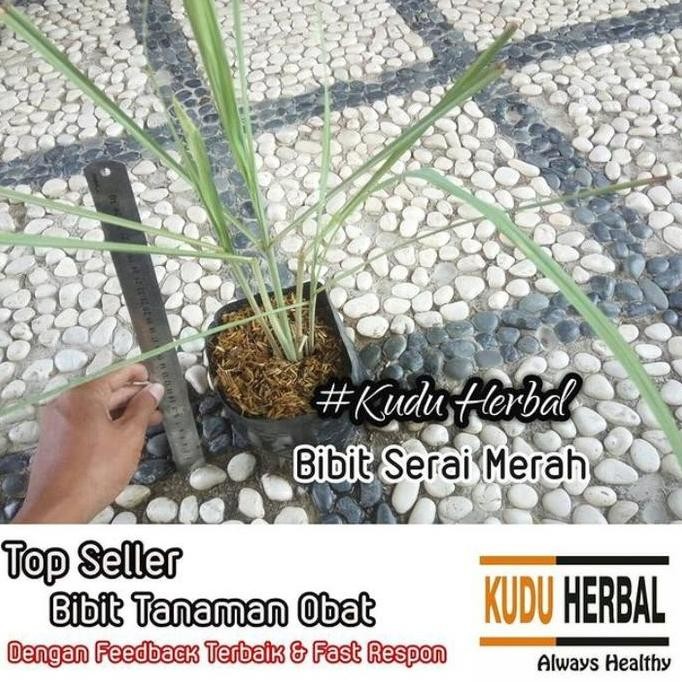 

Terlaris Bibit Tanaman Obat Herbal Sereh Merah