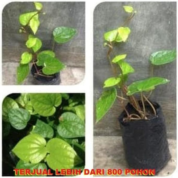 

Terlaris Bibit Tanaman Obat Daun Sirih Hijau Pohon Sirih Ijo Tanaman Herbal