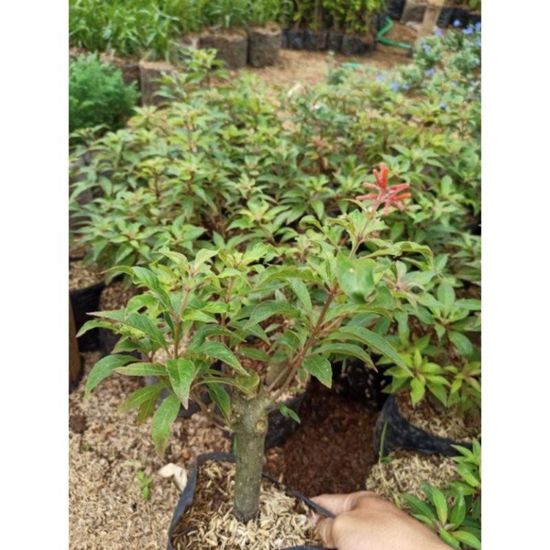 Tanaman Hias Bibit Bonsai Pusaka - Bunga Hias Hidup