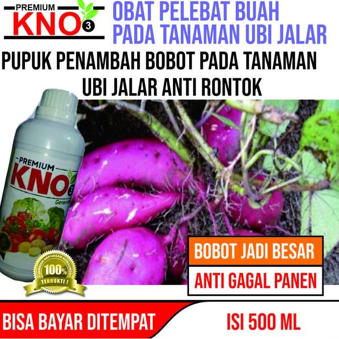 

Terlaris Pupuk Ubi Besar Premium Kno3 Obat Pembesar Umbi-Umbian Panen Lebih Banyak - Pupuk Npk Cair Memperbanyak Tunas Ubi, Pupuk Cair Organik Perangsang Ubi Tumbuh Besar Dan Berbobot Banyak Buah - Pupuk Ricetop Pelebat Ubi Terbaik Siap Kirim Hari Ini