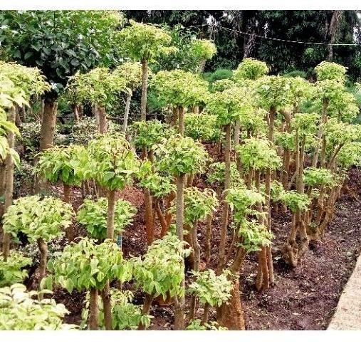 Tanaman Bonsai Anting Putri Tinggi 1.5Meter - Pohon Anting Putri