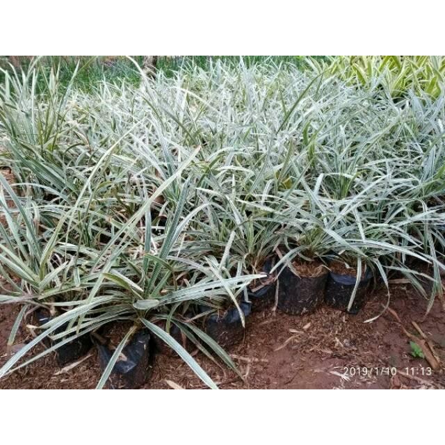 

Semak Alang-Alang Putih