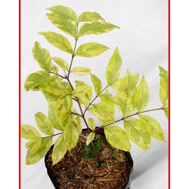 Tanaman Hias Anting Putri Kuning/Bibit Tanaman Hias Anting Putri Kuning