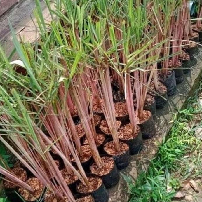 

Terlaris Griyana-Bibit Tanaman Sereh Wangi Merah - Pohon Akar Serai Bahan Minyak Herbal