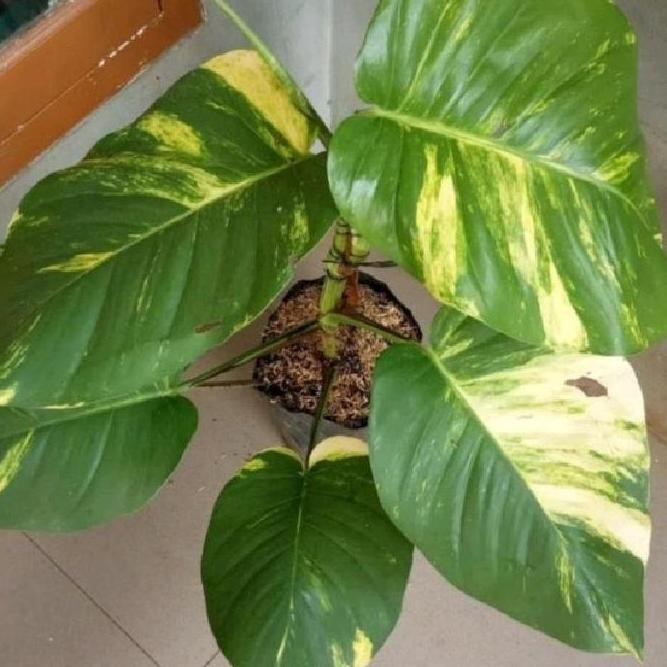 

Terlaris Bibit Pohon Sirih Gading Jumbo Bonggol Sirih Gading Daun Besar