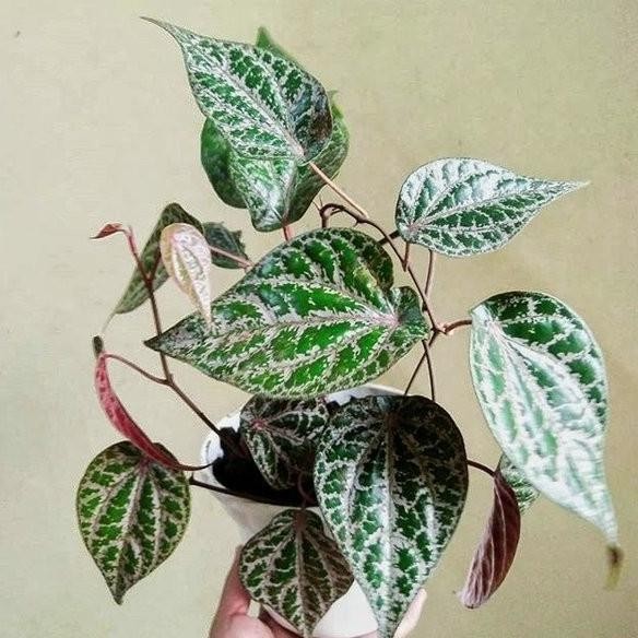 

Terlaris Tm" Bibit Tanaman Herbal Sirih Merah Merambat