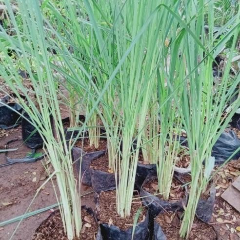 

Terlaris Limited Edition Bibit Sereh Hijau Bumbu Dapur | Bibit Tanaman Sere | Bibit Sereh Asli