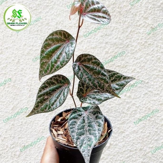 Terlaris Bibit Sirih Merah/Tanaman Sirih Herbal/Pohon Sirih Merah/Benih Sirih