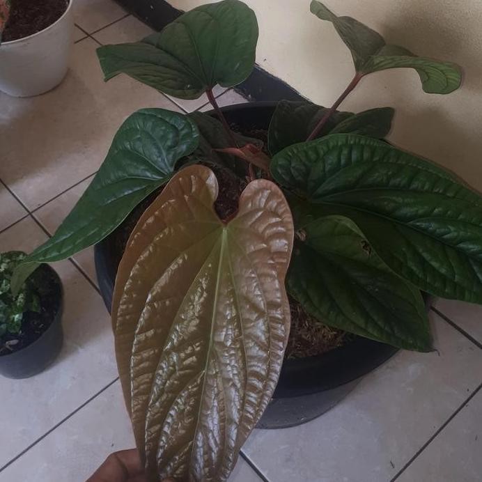 Terlaris Bibit Tanaman Hias Anturium Sirih Kraton Daun Besar