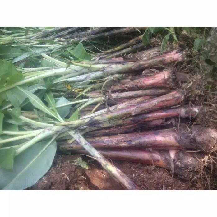 

Terlaris Viraall Bibit Pisang Raja Sereh Super Premium