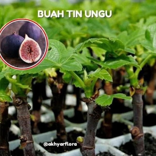 BARANG SUPER POHON Bibit Buah Tin Pule Yordan Pule Jordan Bibit Tin Pohon Tin