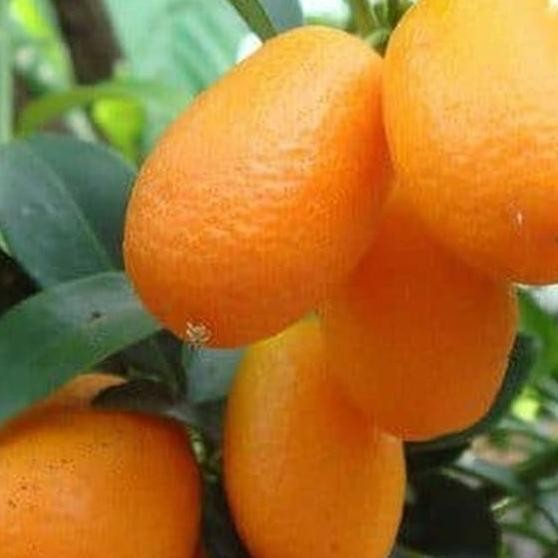 BARANG SUPER FREESS BIBIT JERUK NAGAMI BIBIT TANAMAN BUAH JERUK NAGAMI POHON JERUK