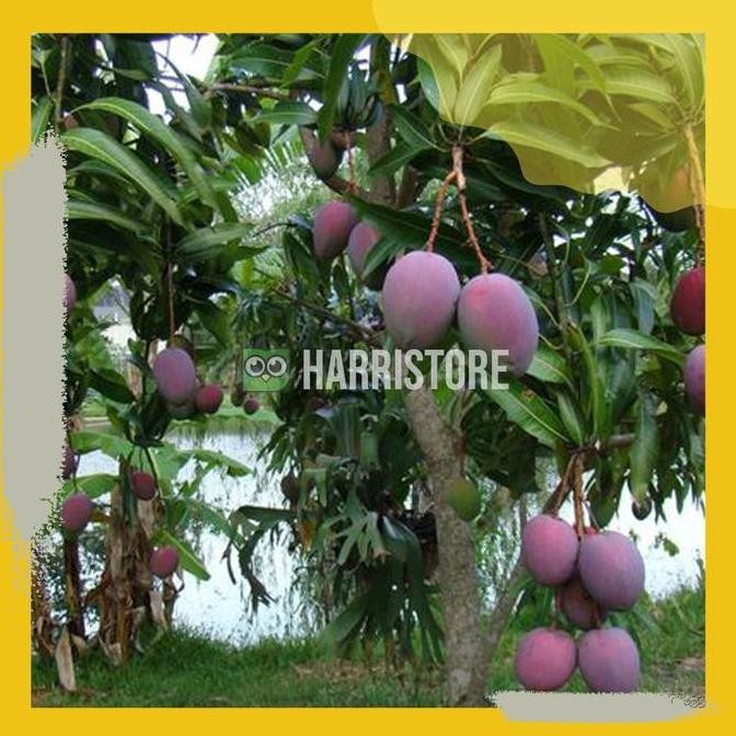 Bibit Mangga Irwin / Pohon Mangga Irwin / tanaman mangga PREMIUM