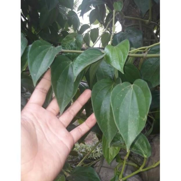 

Terlaris Bibit Daun Sirih Hijau Stek Konco Tani ! Bibit Daun Suruh Hijau Asal Stek Berakar