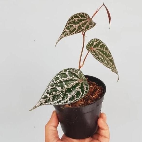 

Terlaris Bibit Sirih Merah - Bibit Tanaman Obat Herbal 1 Stek