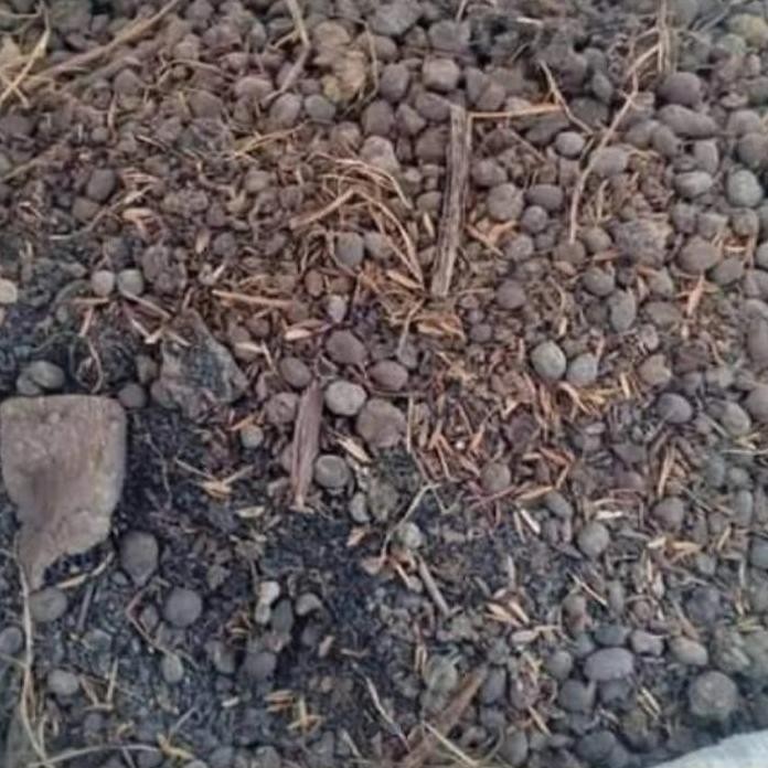 

Terlaris Media Tanam Pupuk Kandang Kambing