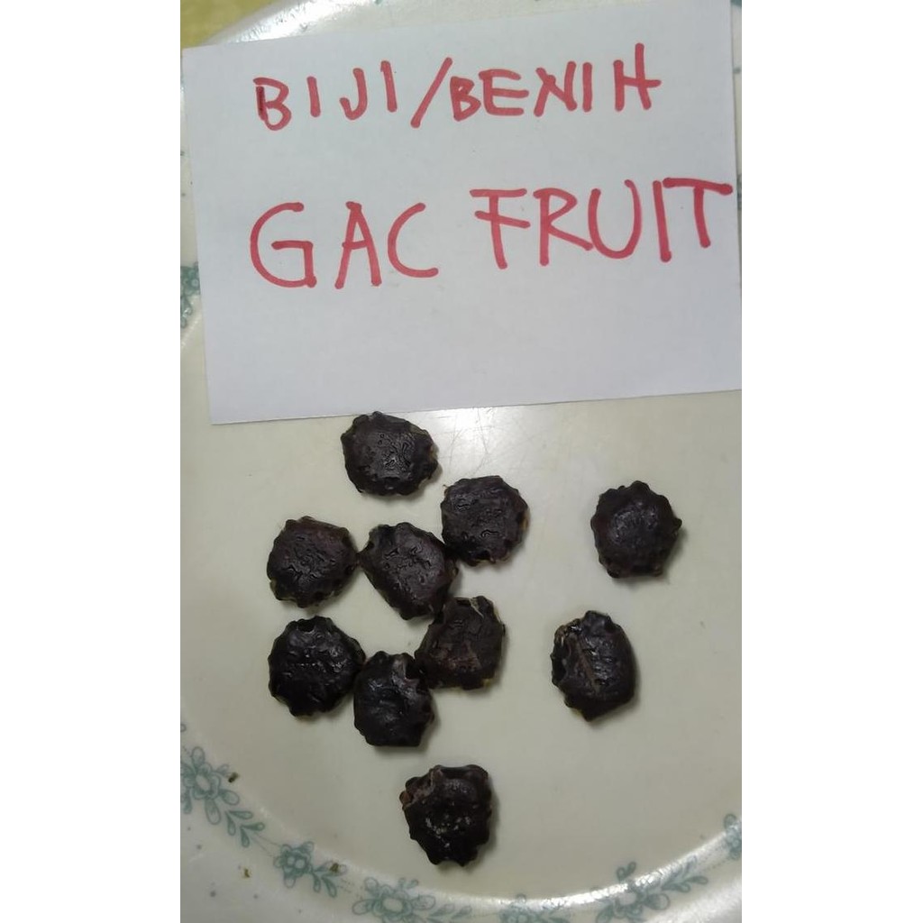 Biji Bibit Buah GAC Fruit POLIBAG