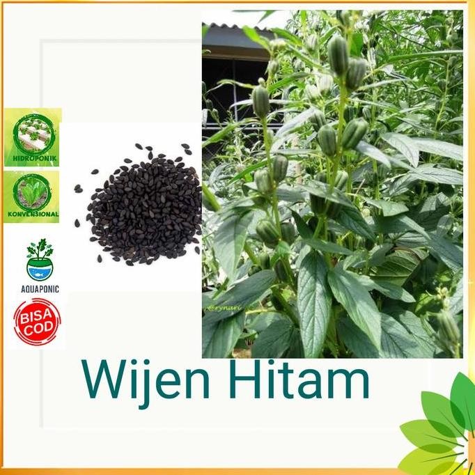 

Terlaris Benih Biji Wijen Hitam Impor Premium