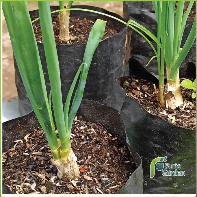 

Terlaris Sale Kompos Murni Pupuk Kandang Media Tanam 500Gr Pg Sby