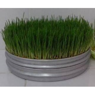 

Terlaris Benih Wheatgrass Import / Rumput Gandum