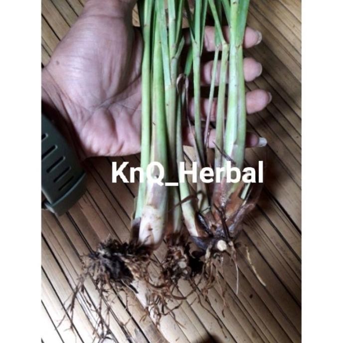 

Terlaris Bibit Super Sereh Bumbu Masak 1Kg Serai Dapur Siap Tanam