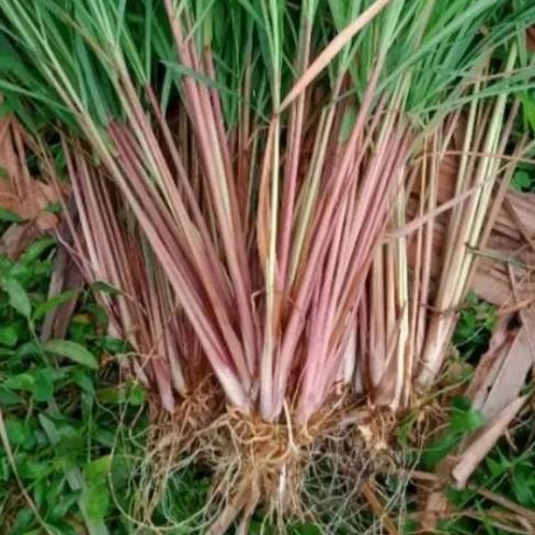 

Terlaris 1Kg Sereh Merah/Sereh Wangi Merah Bisa Juga Utuk Bibit Pasti Tumbuh Terlaris