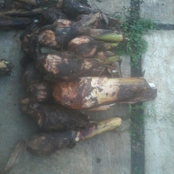 

Terlaris Bibit Tanaman Buah Pisang Raja Sereh / Pisang Susu Gbtm13 Best Premium