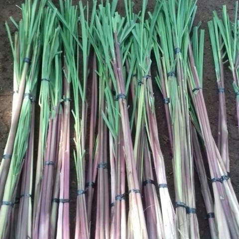 

Terlaris New Bibit Sereh Wangi Merah Wulung Lanang Segar Variasi - 100 Gram