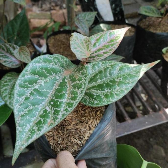 

Terlaris Bibit Tanaman Daun Sirih Merah Herbal (Suruh)