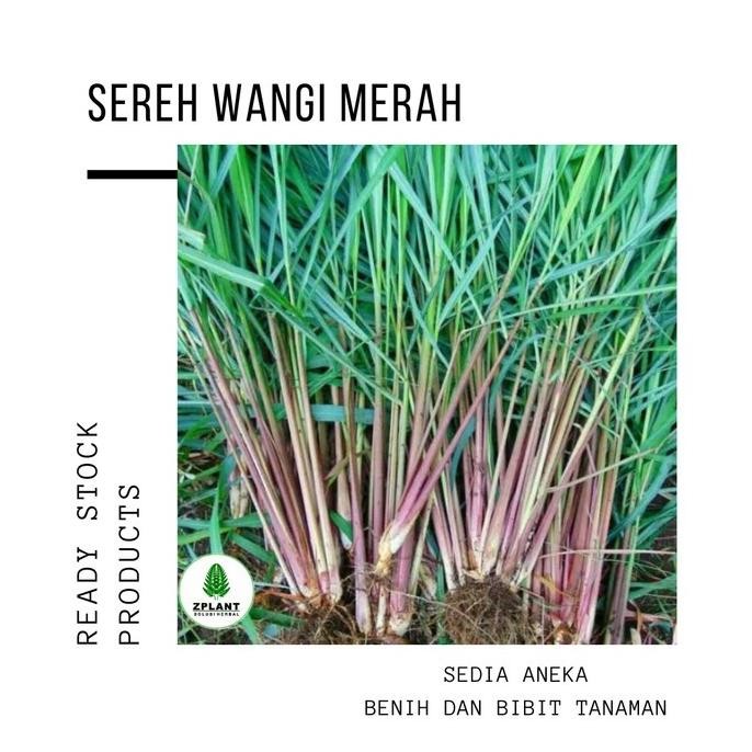 

Terlaris Tanaman Sereh Wangi Merah - Bibit Serai Minyak Pohon Herbal Berakar