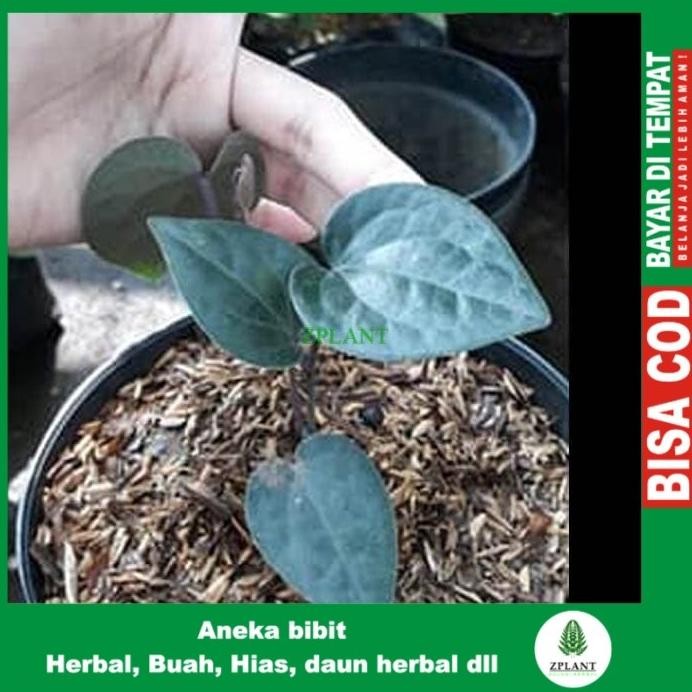 Terlaris (Bibit) Bibit Sirih Hitam Pohon Sirih Hitam Daun Sirih Hitam Tanaman