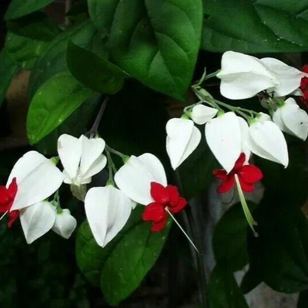 

Terlaris Tanaman Hias Bibit Bunga Nona Makan Sirih Putih Iuerlf 4787Gh