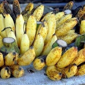 

Terlaris Obral Bibit Tanaman Buah Pisang Raja Sereh / Pisang Susu Murah