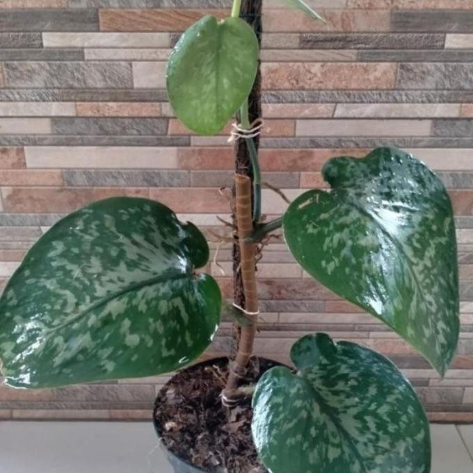 

Terlaris Bibit Sirih Gading Scindapsus Silver Jumbo (Bonggol/Batang) Ready Stok