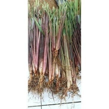 

Terlaris Bibit Sereh Wangi Sereh Merah Lanang Unggul Siap Tanam 1 Yotwto 4606Te
