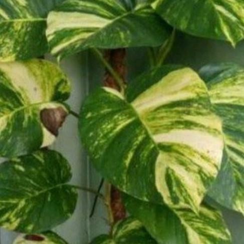 

Terlaris New Promo Bibit Sirih Gading Jumbo Varigata (Batang/Stek)Ukuran 30Cm,