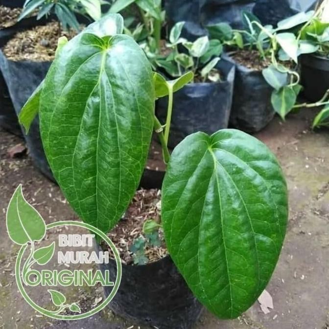 

Terlaris Bibit Sirih Hijau Murah Banyak Manfaat Kualitas Super