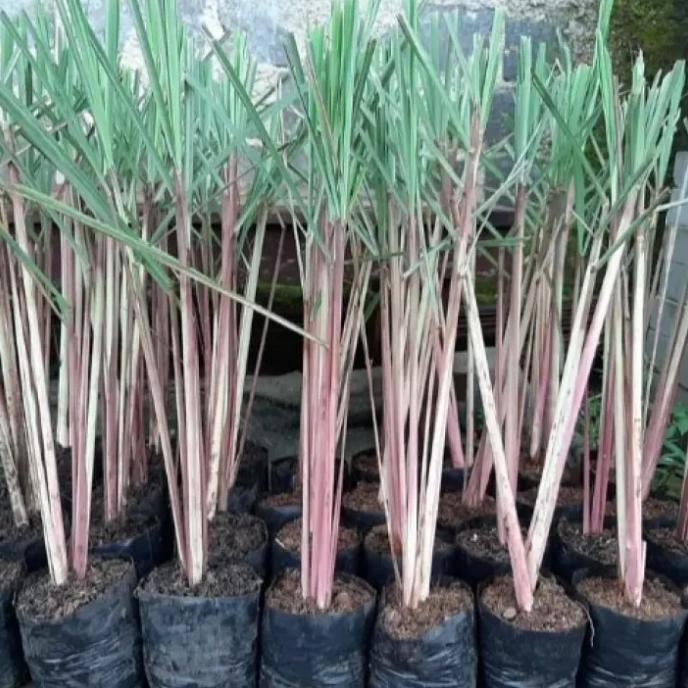 

Terlaris Bibit Tanaman Sereh / Serai Tanaman Rempah - Beli 3 Gratis 2#Bibit_Unggul_Amanah