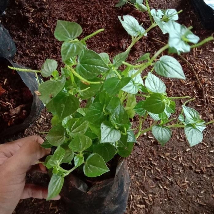 

Terlaris Bibit Tanaman Herbal Sirih China / Ketumpang Air - Beli
