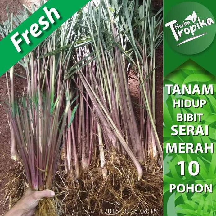 

Terlaris Bibit Sereh Serai Merah / Serai Wangi Isi 10 Bibit Sudah Berakar Toko Herba Tropika