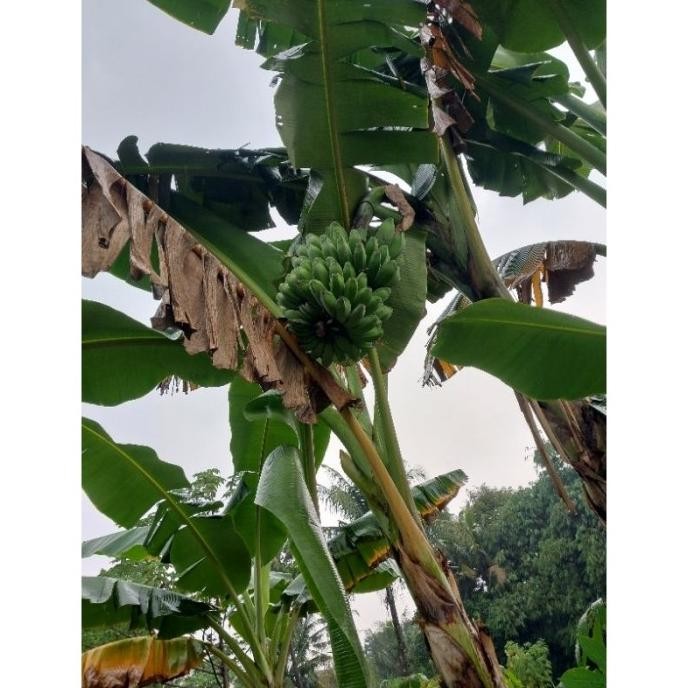 

Terlaris Bibit Pisang Kepok Kuning / Raja Sereh / Lampung / Nangka