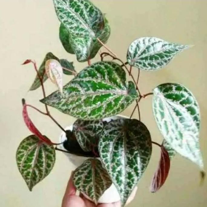 

Terlaris Bibit Tanaman Sirih Merah Herbal Banyak Manfaat Murah Berkualitas