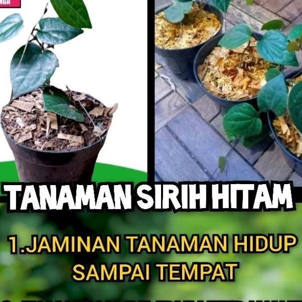 Terlaris New Tan Sirih Hitam Bibit Tan Sirih Hitam Daun Sirih Hitam Pohon Sirih
