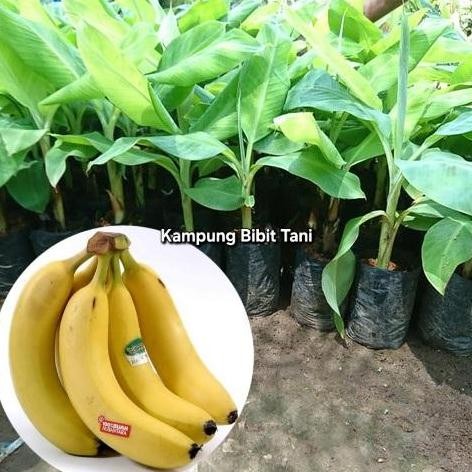 Bibit Tanaman Buah Pisang Cavendish Unggul Bisa Tabulampot GENJAH