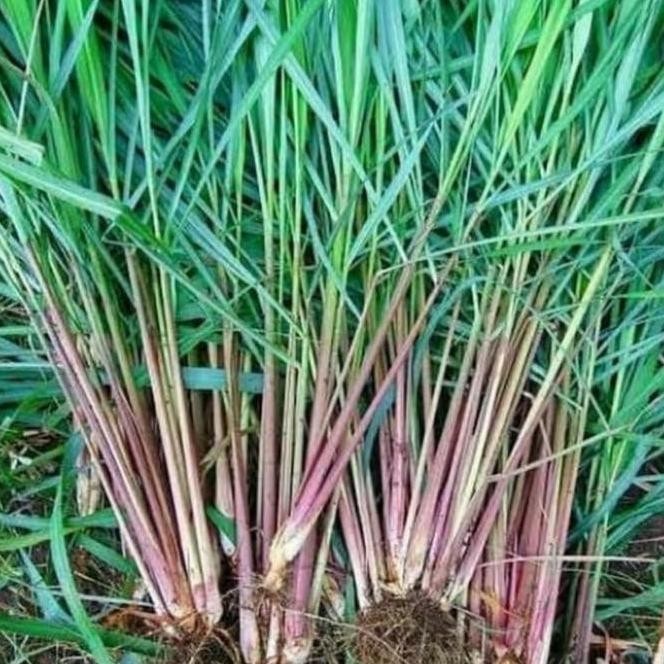 

Terlaris Ankn Bibit Pohon Sereh Merah / Sereh Wangi - Tanaman Herbal Sereh Merah