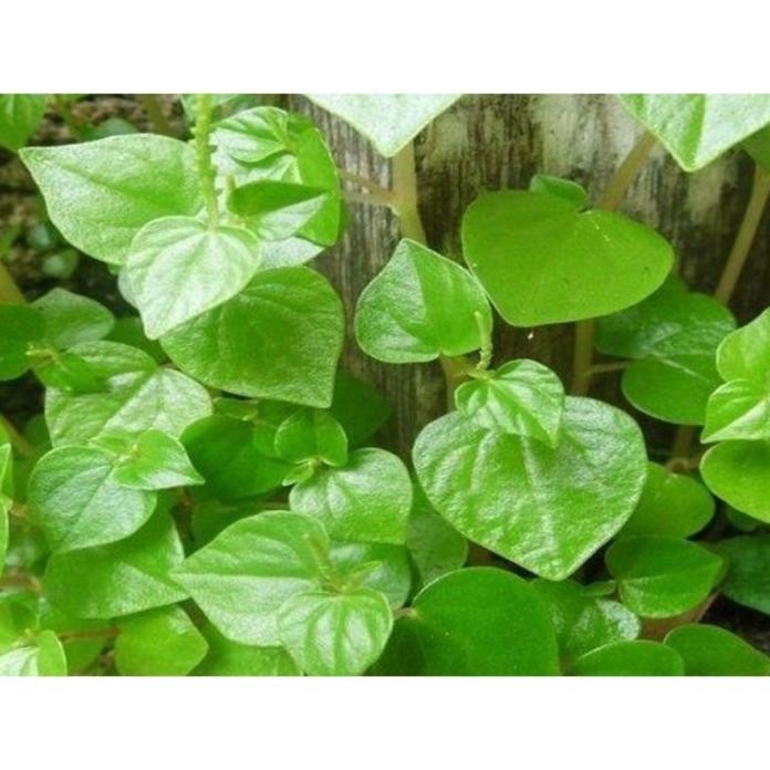 

Terlaris Bibit Sirih Cina Organik Tinggi 10-20 Cm Bibit Tanaman Herbal